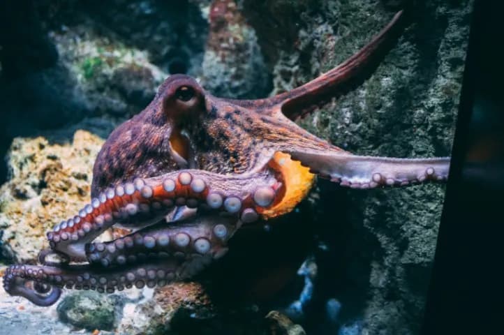 Octopus vs. Jumbo Squid: What’s the Difference? Is There Real Octopus in Takoyaki?